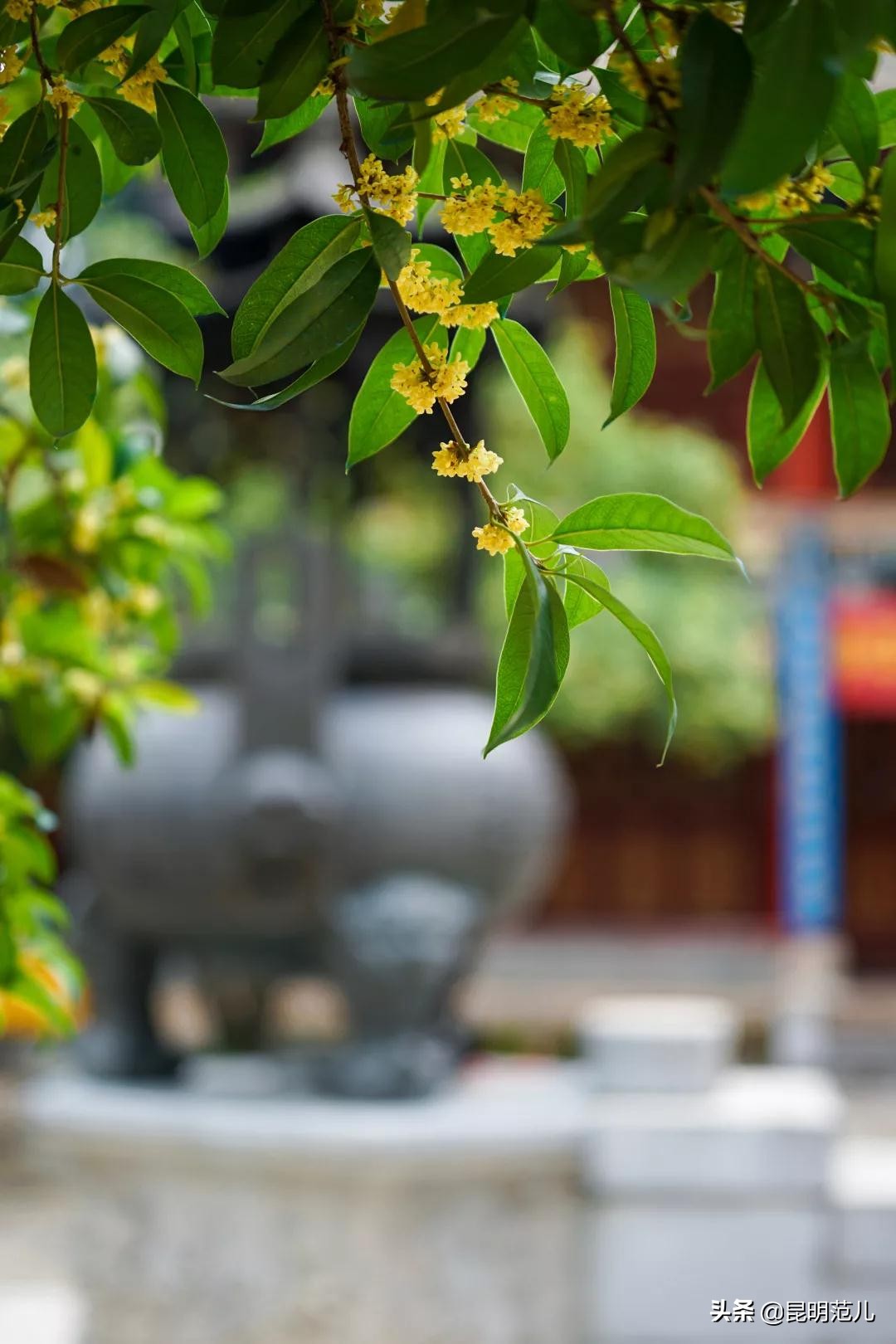 桂花落雨满园香|来黑龙潭公园感受初秋的气息