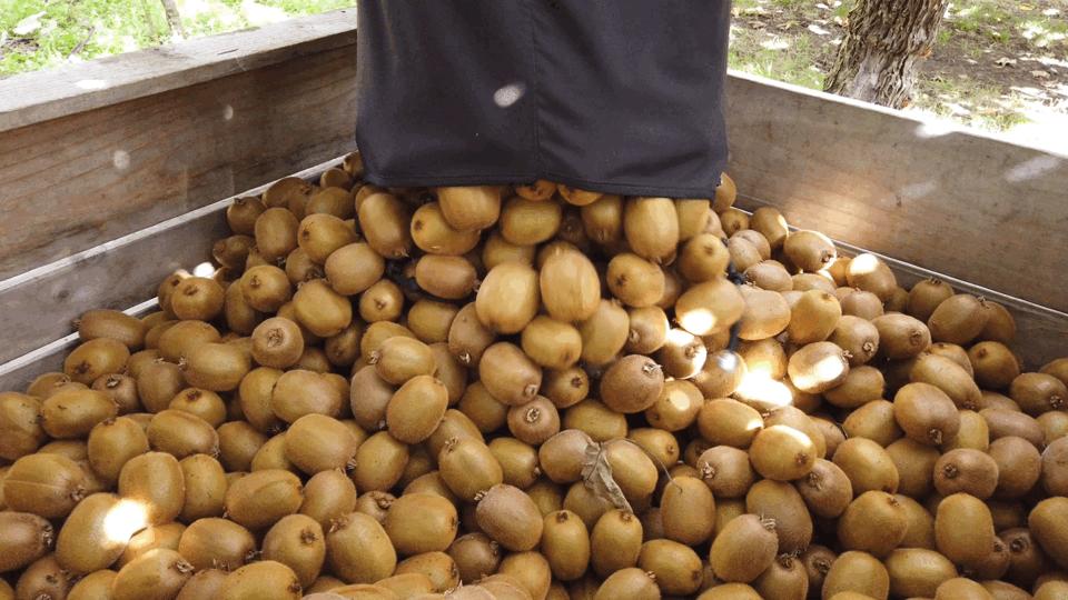 原产于中国乳名鹅莓的土货，被新西兰的土壤孕育成了国际巨星