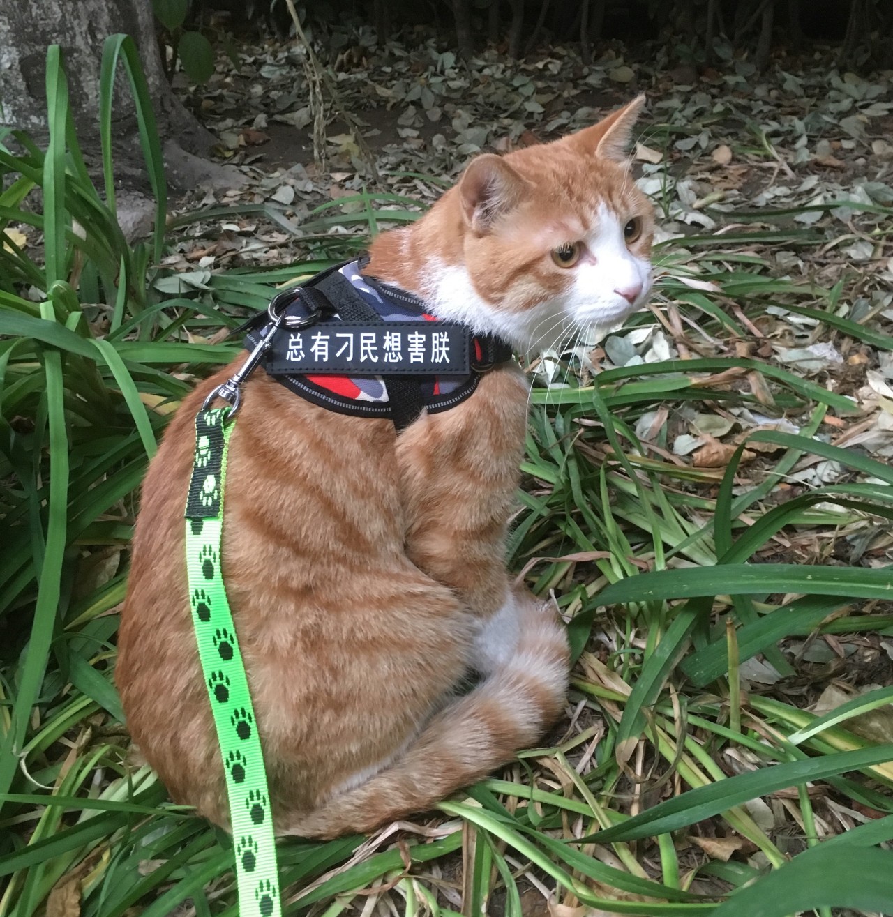 戴尔g7老版和新版,戴尔g7有什么缺点