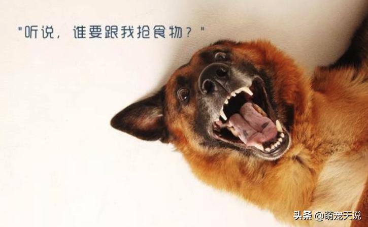 狗狗同床睡的危害,狗狗跟人一起睡对人有什么坏处