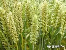 学科教学生物真题,生物教学中各种模型