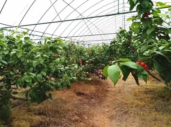 宁波横溪樱桃采摘,宁波周边樱桃采摘