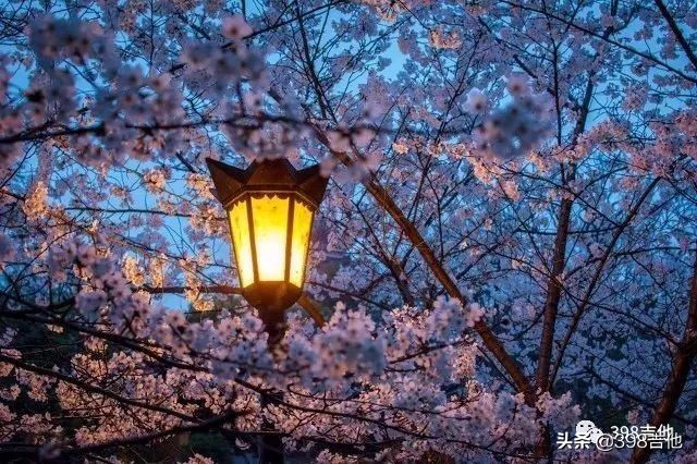 横尾幸弘动漫,横尾幸弘