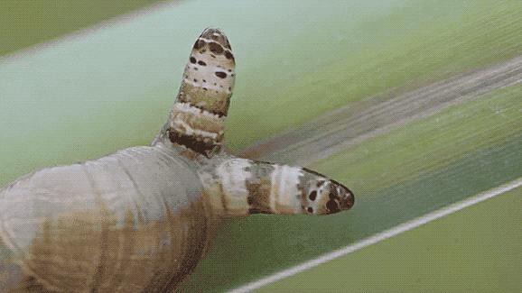 以前人们长虱子现在怎么没有了,为何30年前农村男女老少都有虱子