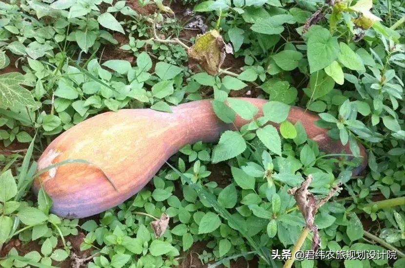 湘御明月湖,湘御明月湖山庄钓鱼