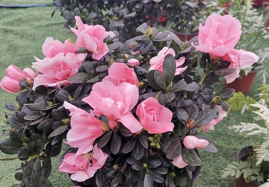 杜鹃怎么养护喜不喜欢太阳,怎样才能让杜鹃多开花