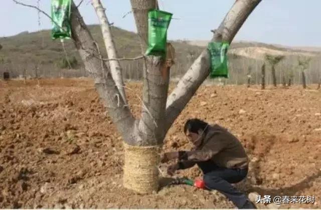 园林景观种树成活率高的方法,园林种植如何提高存活率