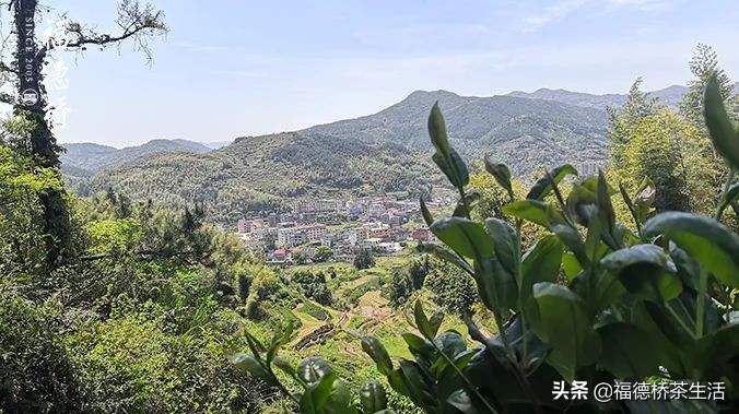 永春佛手春茶,永春佛手茶叶产区