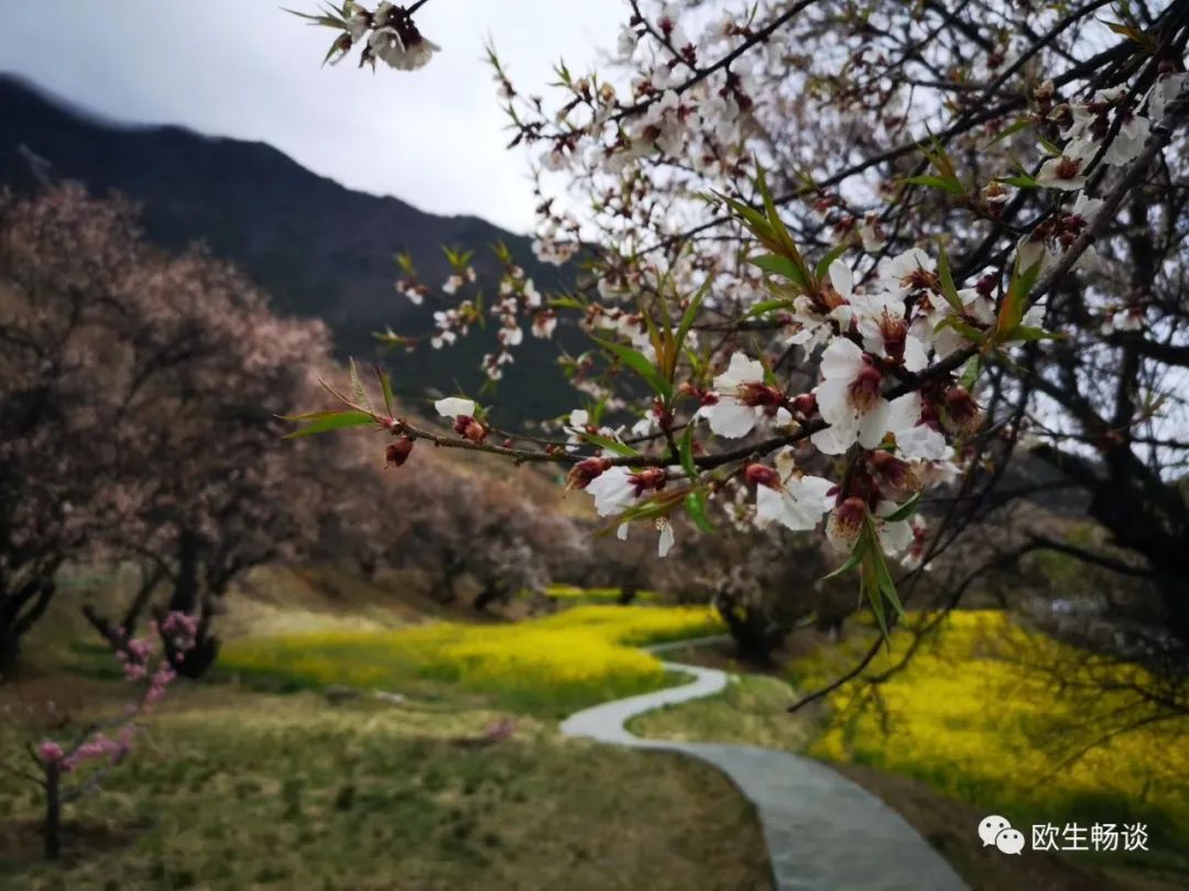 致良知致本心,致良知感悟心得