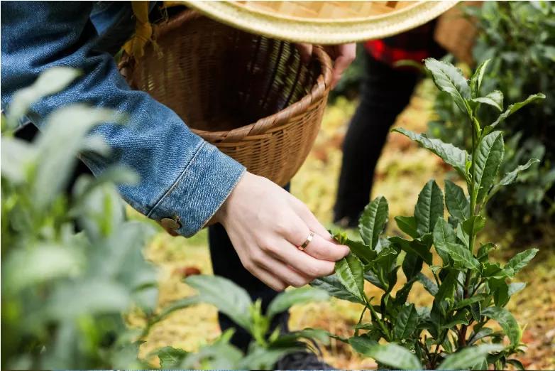 黄山度假景点,黄山德懋堂度假村能参观德懋堂吗