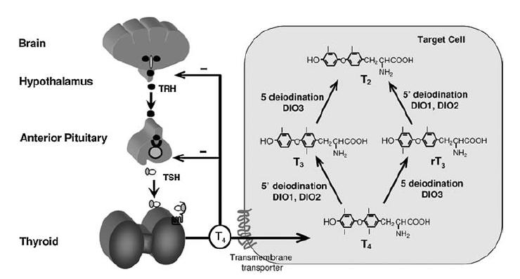 手术根治能彻底治愈吗,手术做不好怎么处理