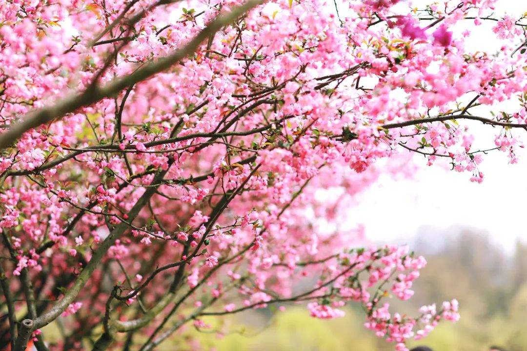 一个人穷游中国江苏扬州,一个人穷游中国扬州景区