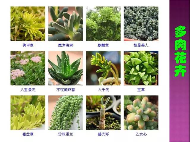 花卉大全500种观叶植物名称,1332种常见花卉植物图谱