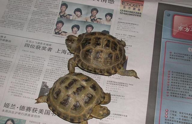 陆龟养殖全攻略,陆龟养殖难度排行