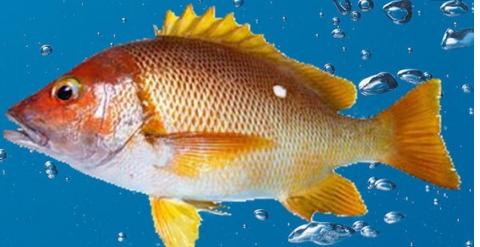 这七种食物你一定要吃,十种必吃的超级食物