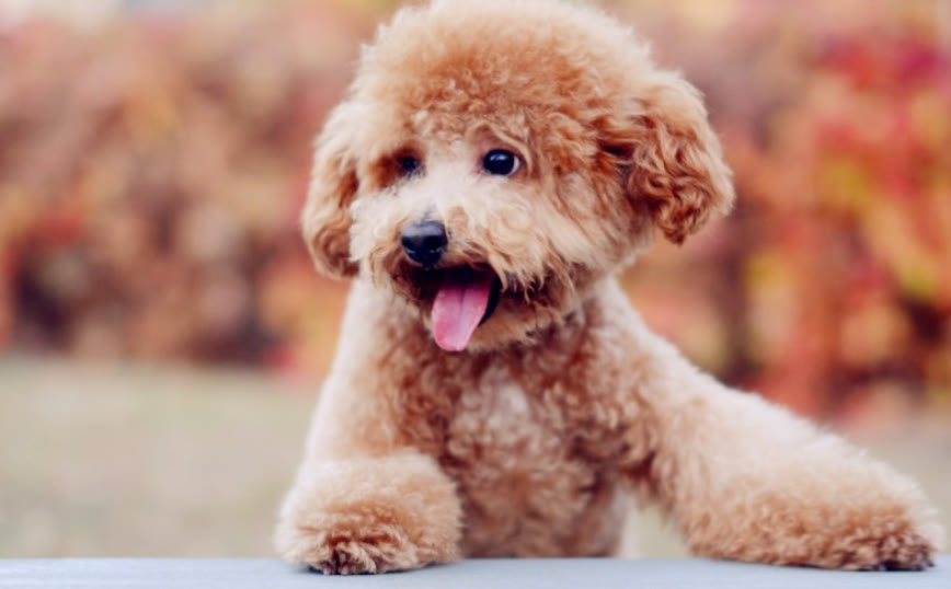 一个月的泰迪怎么训练定点排便,泰迪怎么喂养才正确