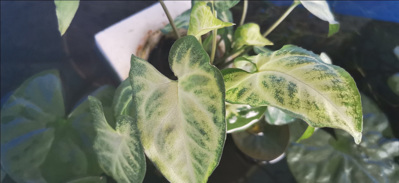 三无鱼缸优缺点,三无鱼缸养什么鱼