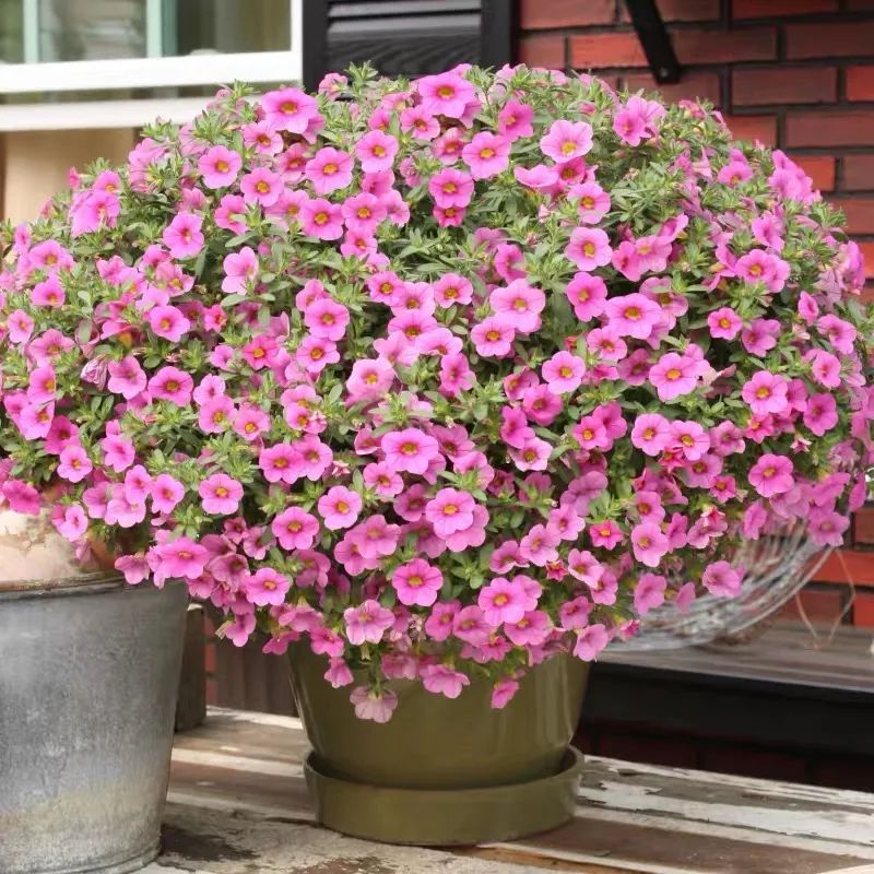 4种花适合秋天养漂亮又好养,庭院养花就养3种花开花多