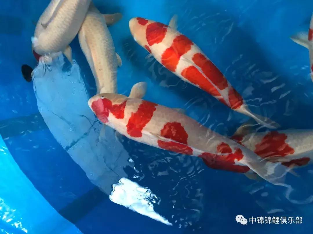 閿﹂菠鍠傞杩囧鏈変粈涔堢棁鐘跺悧,鏃ユ湰閿﹂菠鎬庝箞鍠傞