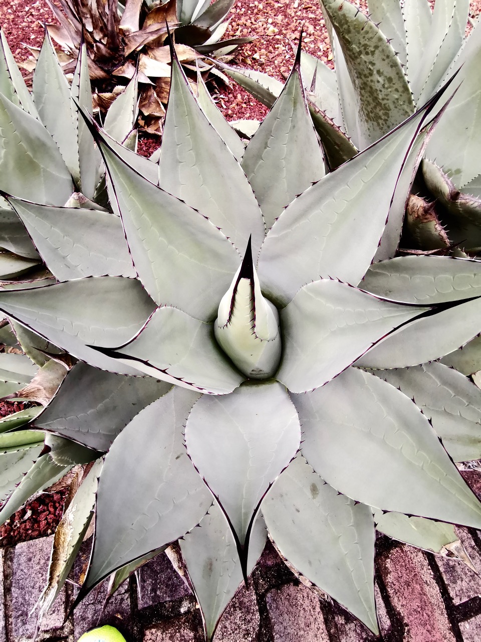 树形多肉仙人掌开花图片,仙人掌多肉植物品种大全图片
