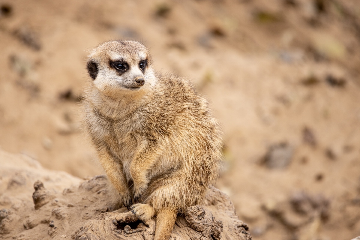 浣宠兘闀跨劍rf100-400,闀跨劍浣宠兘RF闀滃ご
