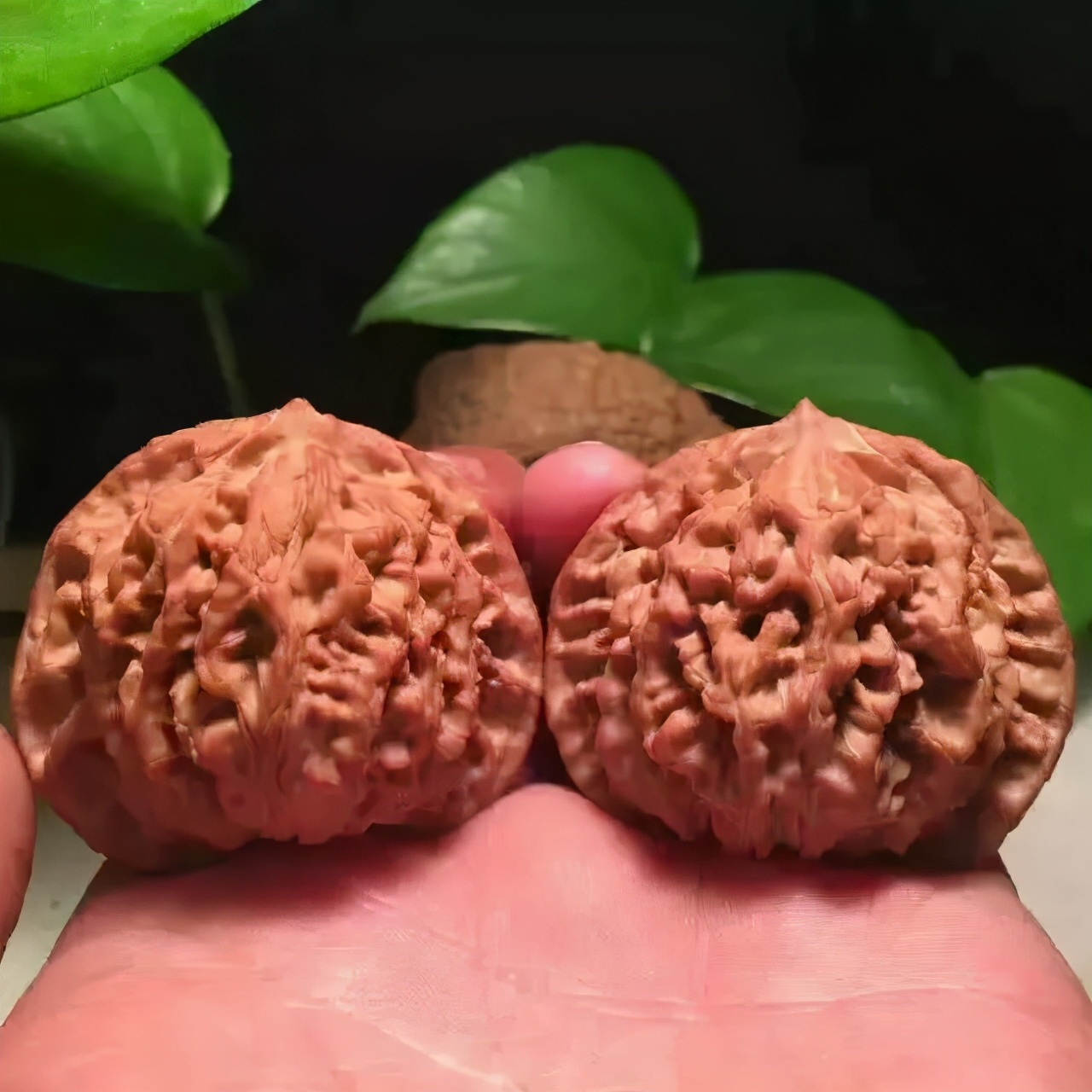 上色核桃怎么盘玩,核桃上色方法视频教程