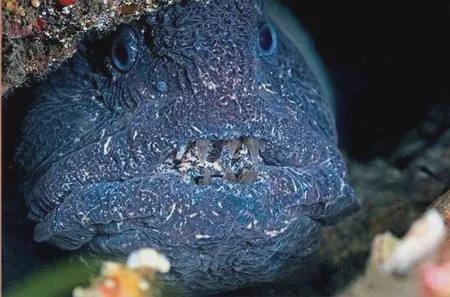 核废水泄漏海鲜吃了一定会患癌吗,日本排放核污水后吃海鲜有危害吗