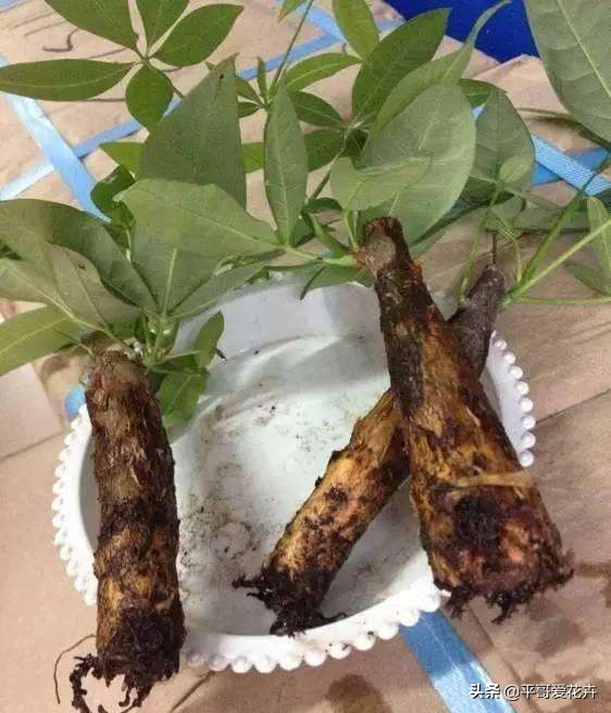 快死的发财树如何救活,如何拯救快死的发财树