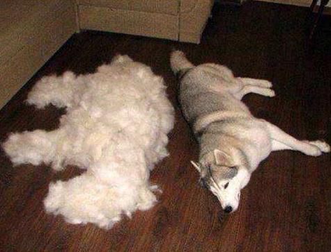 你真的知道你家狗狗掉毛的原因吗?有什么解决办法呢?