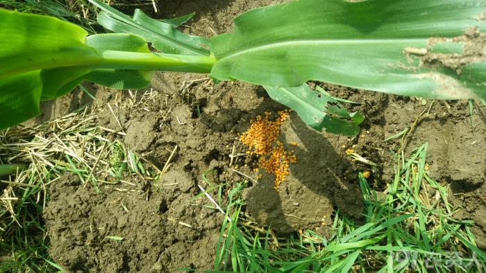 玉米花生种植高产技术,玉米高产高效种植技术