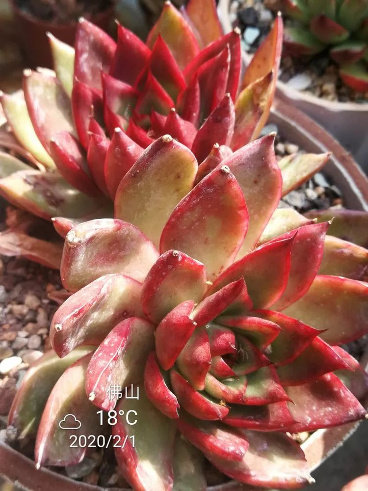 一杯清茶一道暖阳,一杯清茶温暖的时光