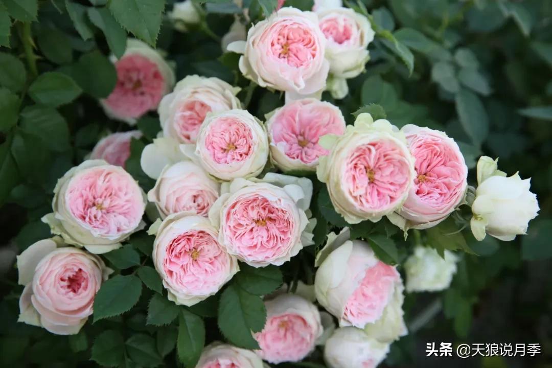 康康最厉害的时刻,康康高光合集