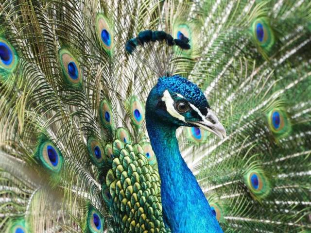 白鹿仓欢迎大家来白鹿仓观看直播,白鹿仓冰雪海洋旅游