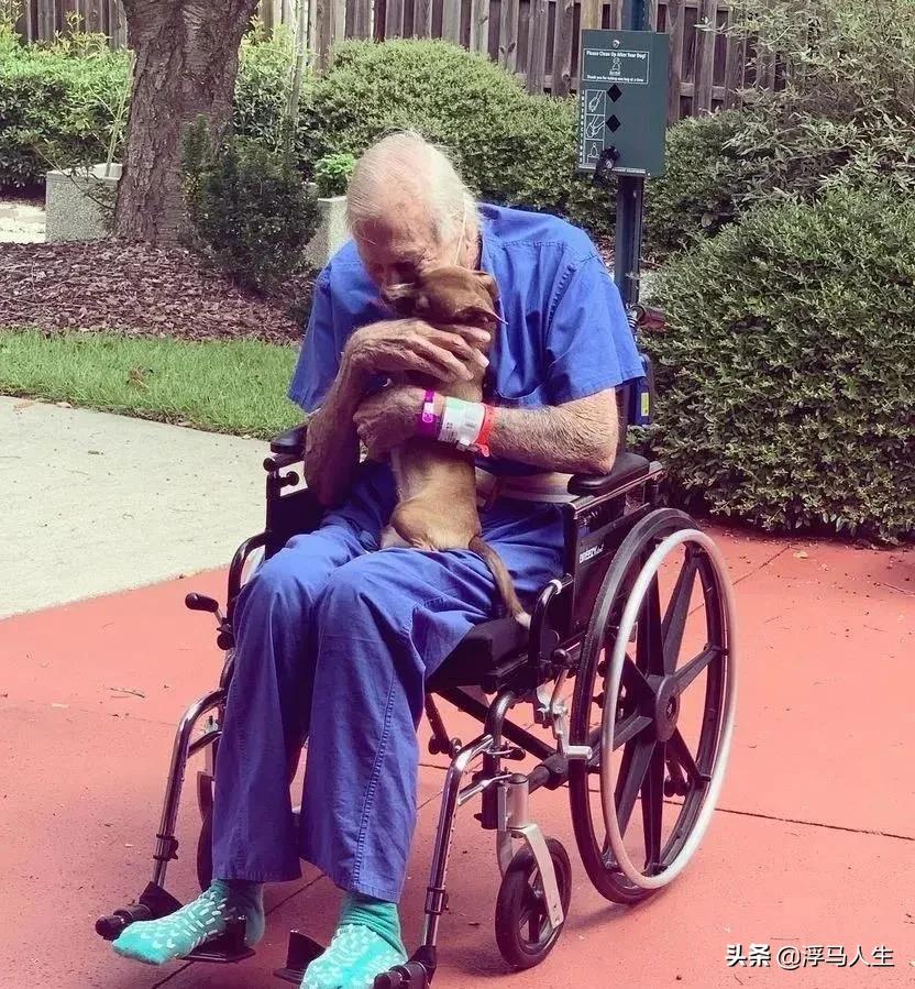 吉娃娃摔了一跤假死,吉娃娃晕倒了