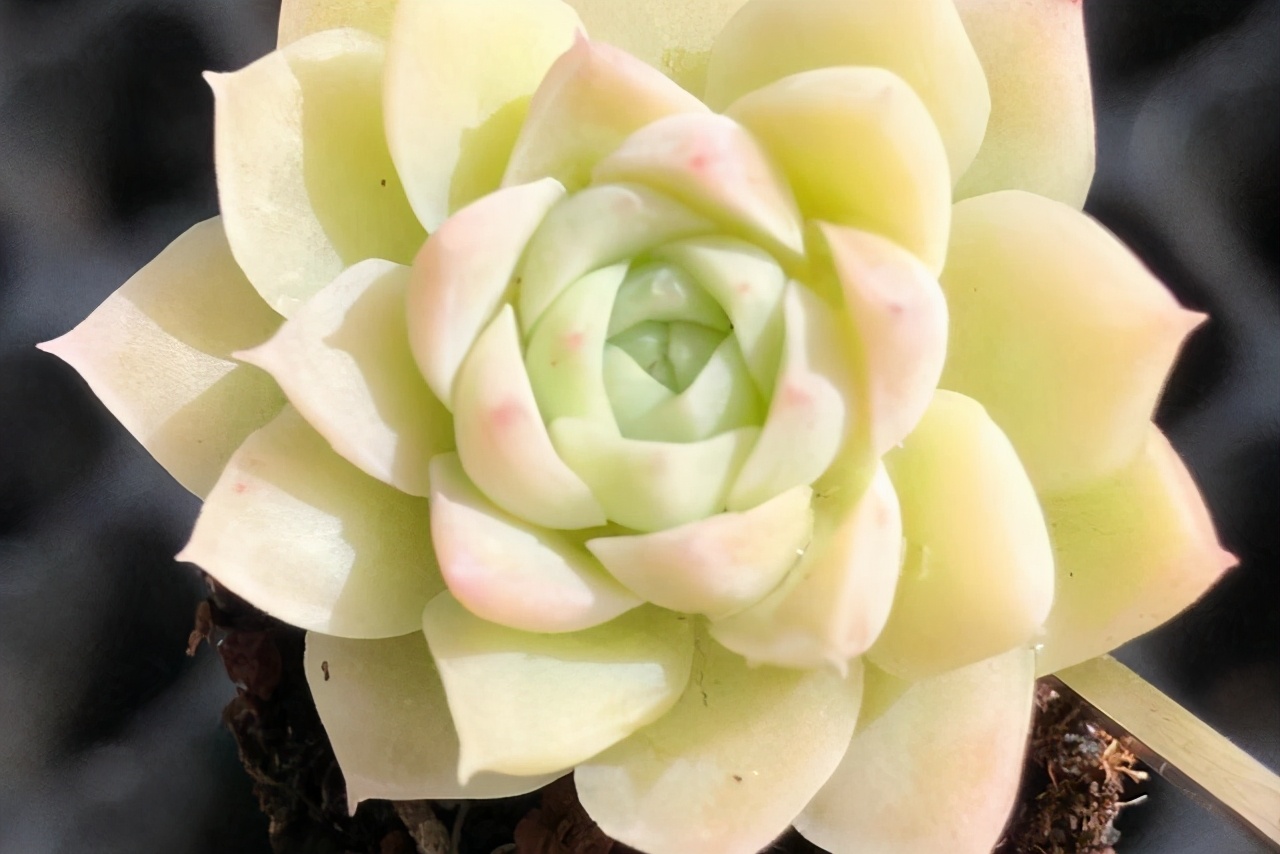 多肉美杜莎精品,多肉美杜莎多少钱一斤