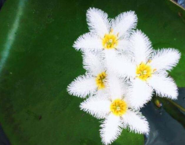 水养的绿植适合一年四季养,夏天水养什么花草最好