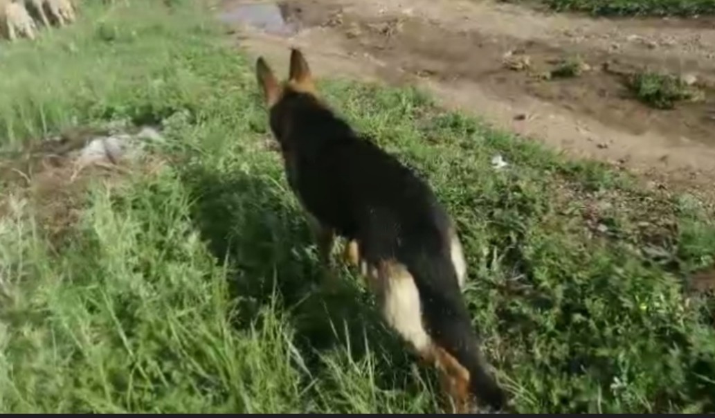 训练牧羊犬放牧的方法,如何快速训练牧羊犬放羊