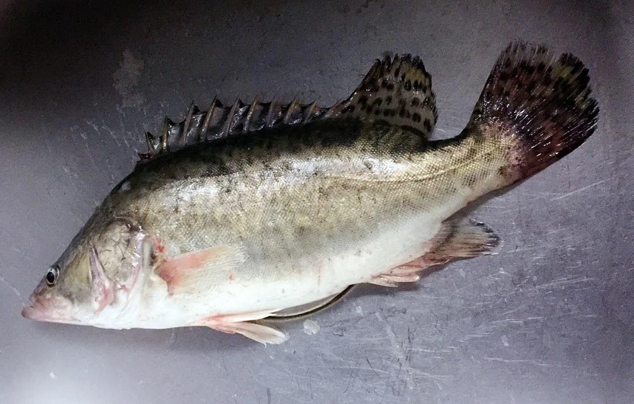 青鱼草鱼鲢鱼鳙鱼被称为四大家鱼,草鱼青鱼鲫鱼三种鱼外表怎么区分