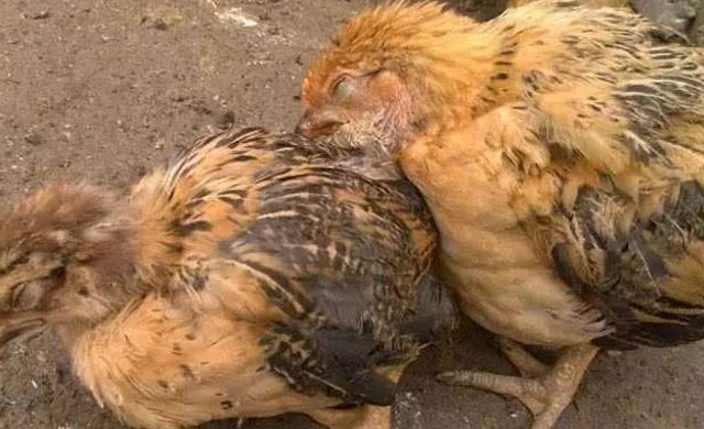 鸡肿头肿脸引起原因,鸡肿头肿脸治疗方法