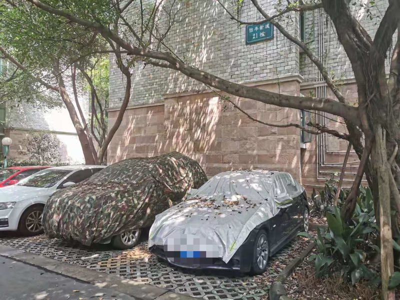 小区榕树长太大了,小区种榕树的危害