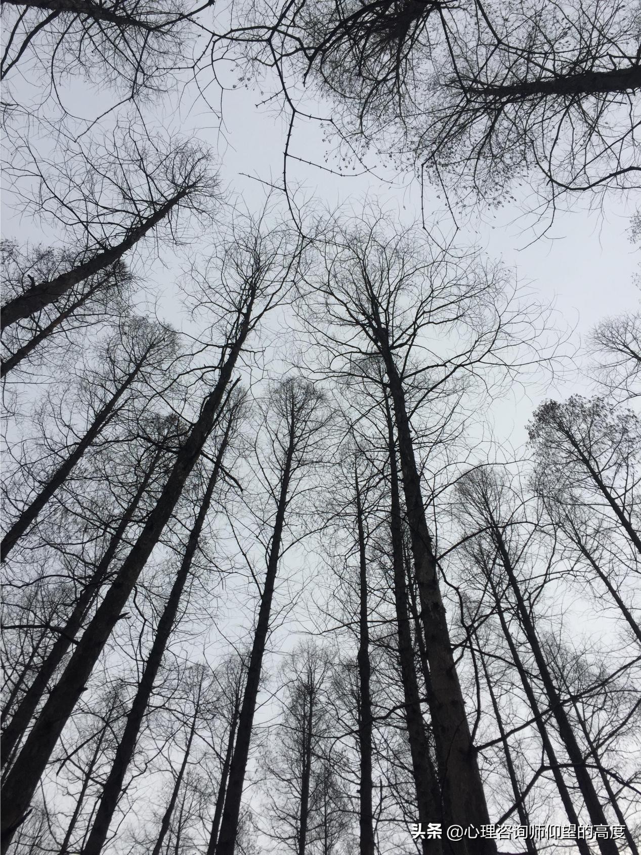 最好的树洞是什么,生活中的树洞是什么