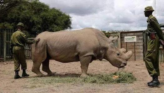 本土猪灭绝背后的故事,中国土猪要灭绝吗