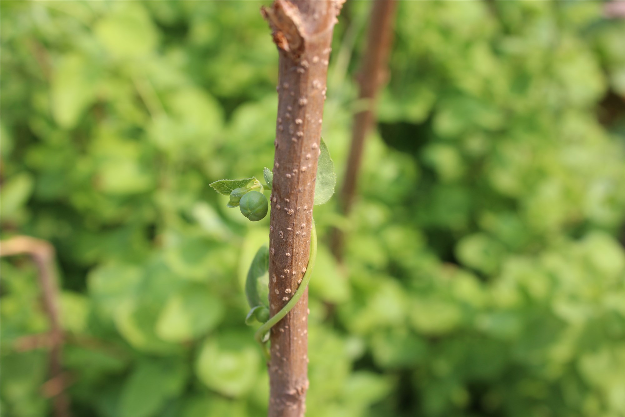 中药材科普及其功效,党参中药简介