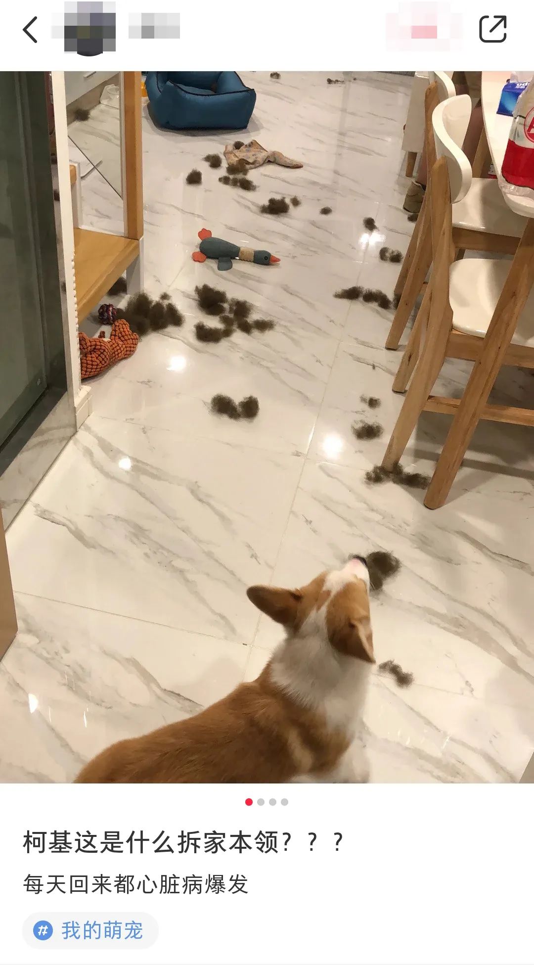 这5种狗你都敢养,建议新手便宜养的10种狗