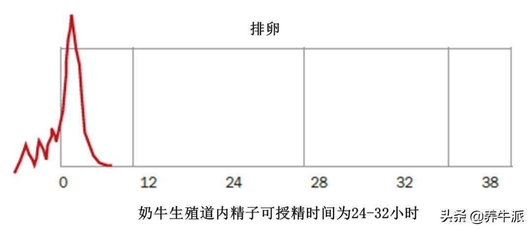 奶牛生殖激素,奶牛生殖周期