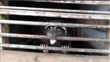 猫屎咖啡三合一,越贡三合一猫屎咖啡