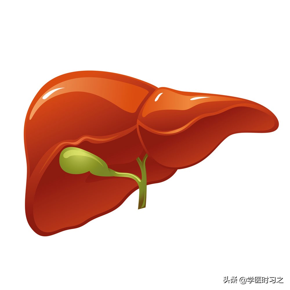 食物变成便便的过程是什么过程,食物变成大便的全过程