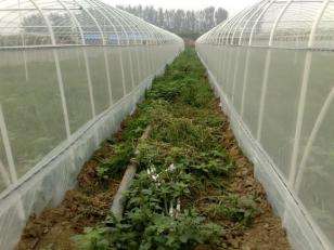 简单养殖行业萤火虫,利润高见效快,很适合小规模