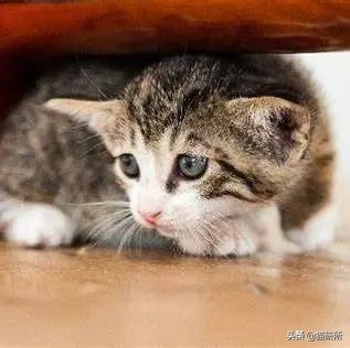 怎样对猫咪猫咪才不会害怕人,猫咪害怕怎么让它有安全感