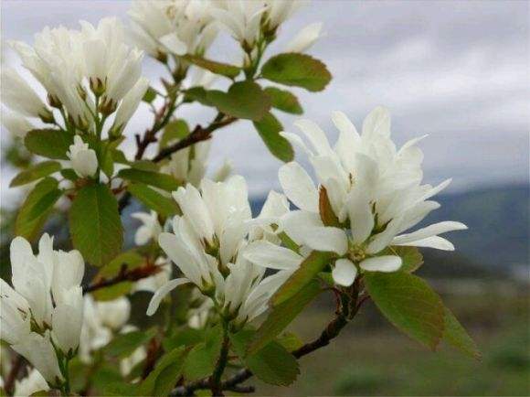 诗经召南何彼襛矣背后的故事,诗经召南何彼襛矣赏析